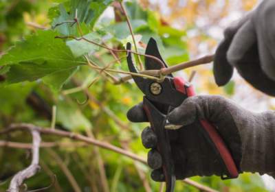 Pourquoi élaguer un arbre fruitier ?