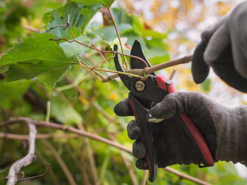 Pourquoi élaguer un arbre fruitier ?