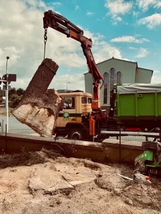 Comment dessoucher correctement un arbre ?