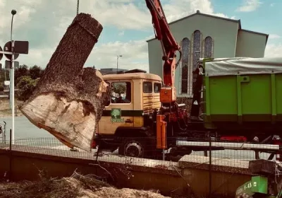 Comment dessoucher correctement un arbre ?